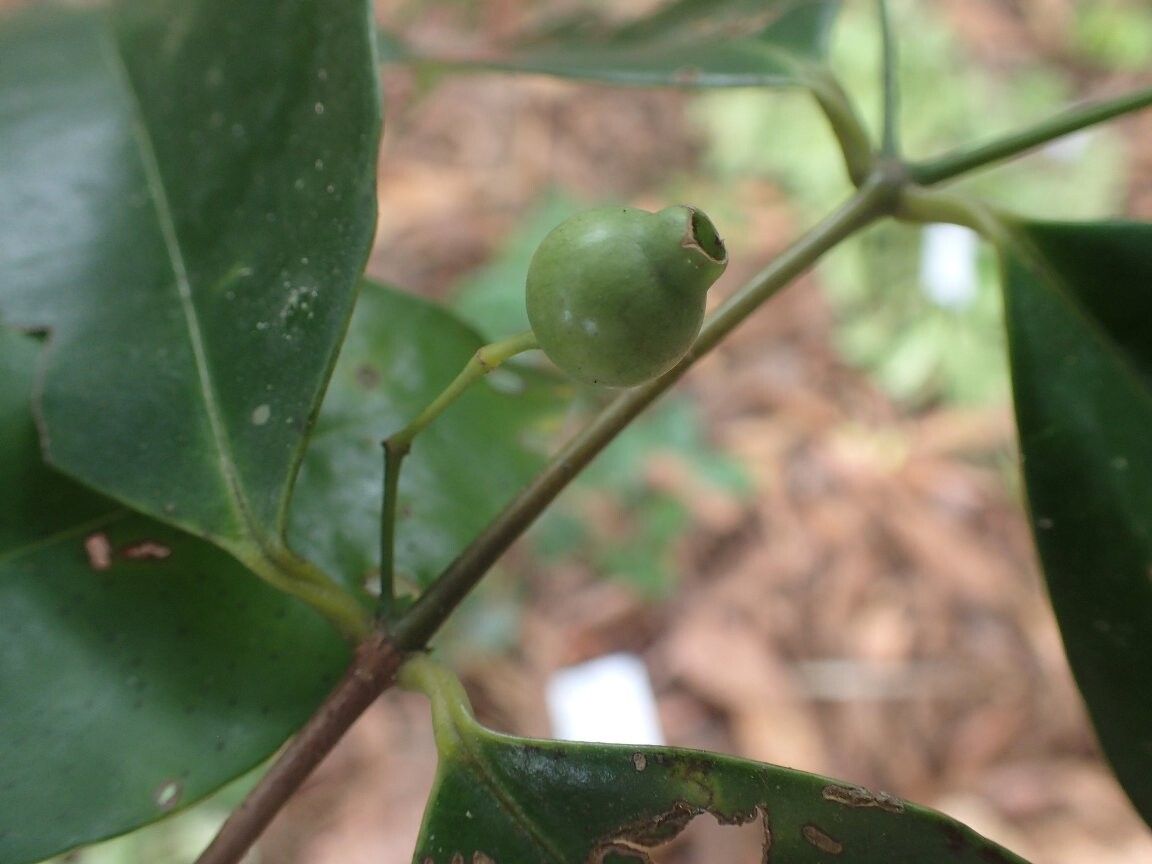 Memecylon diluviorum — search result for 'Memecylon'