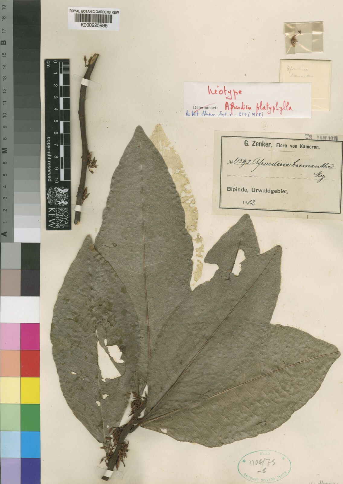 Ardisia dekinderi — houseplant care guide