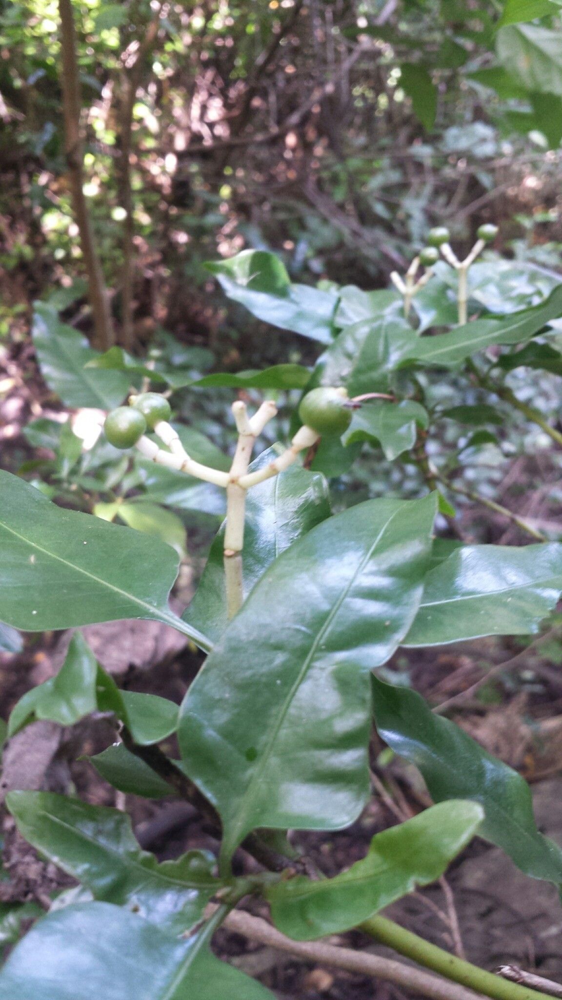 Chassalia richardii fruit
