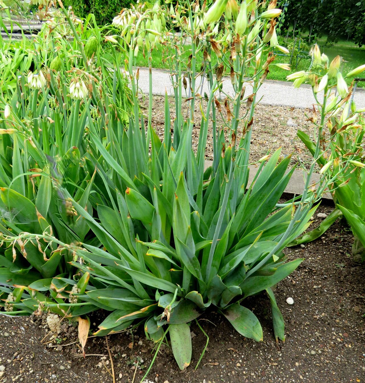 Ornithogalum viridiflorum — houseplant care guide