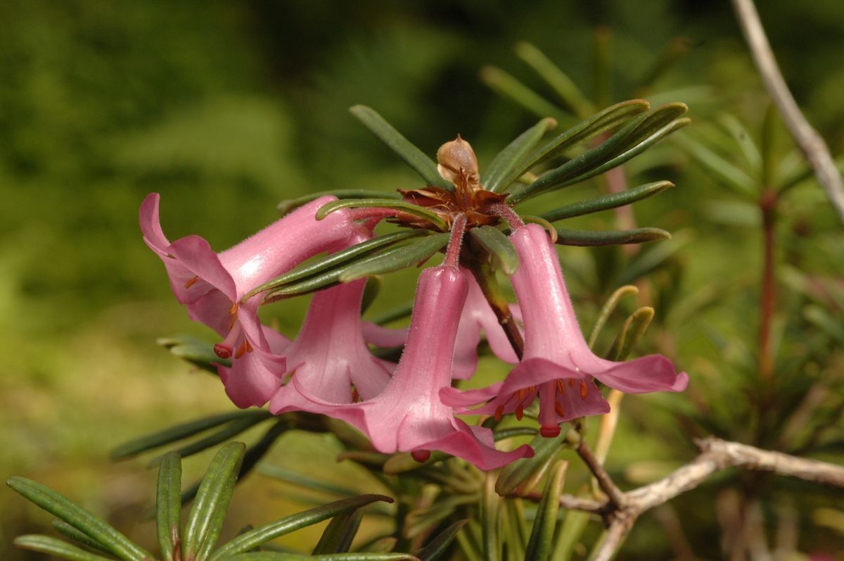 Rhododendron abietifolium flower