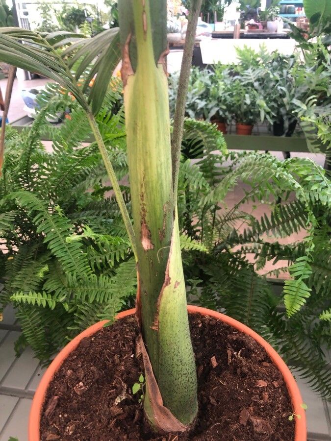 Archontophoenix alexandrae bark