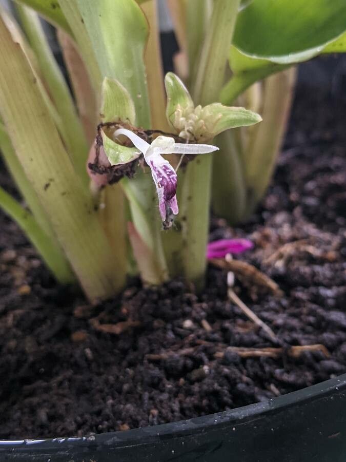 Kaempferia parviflora flower