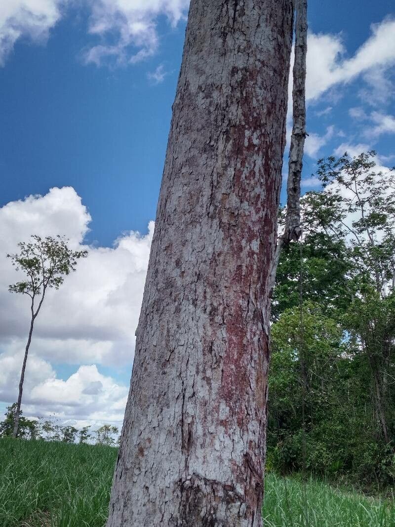 Hirtella americana bark