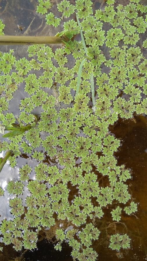 Azolla caroliniana habit