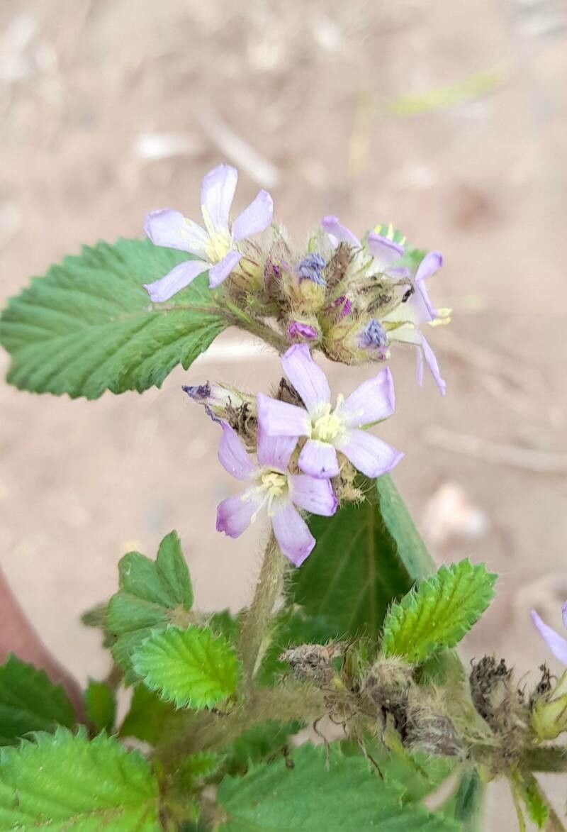 Melochia anomala flower