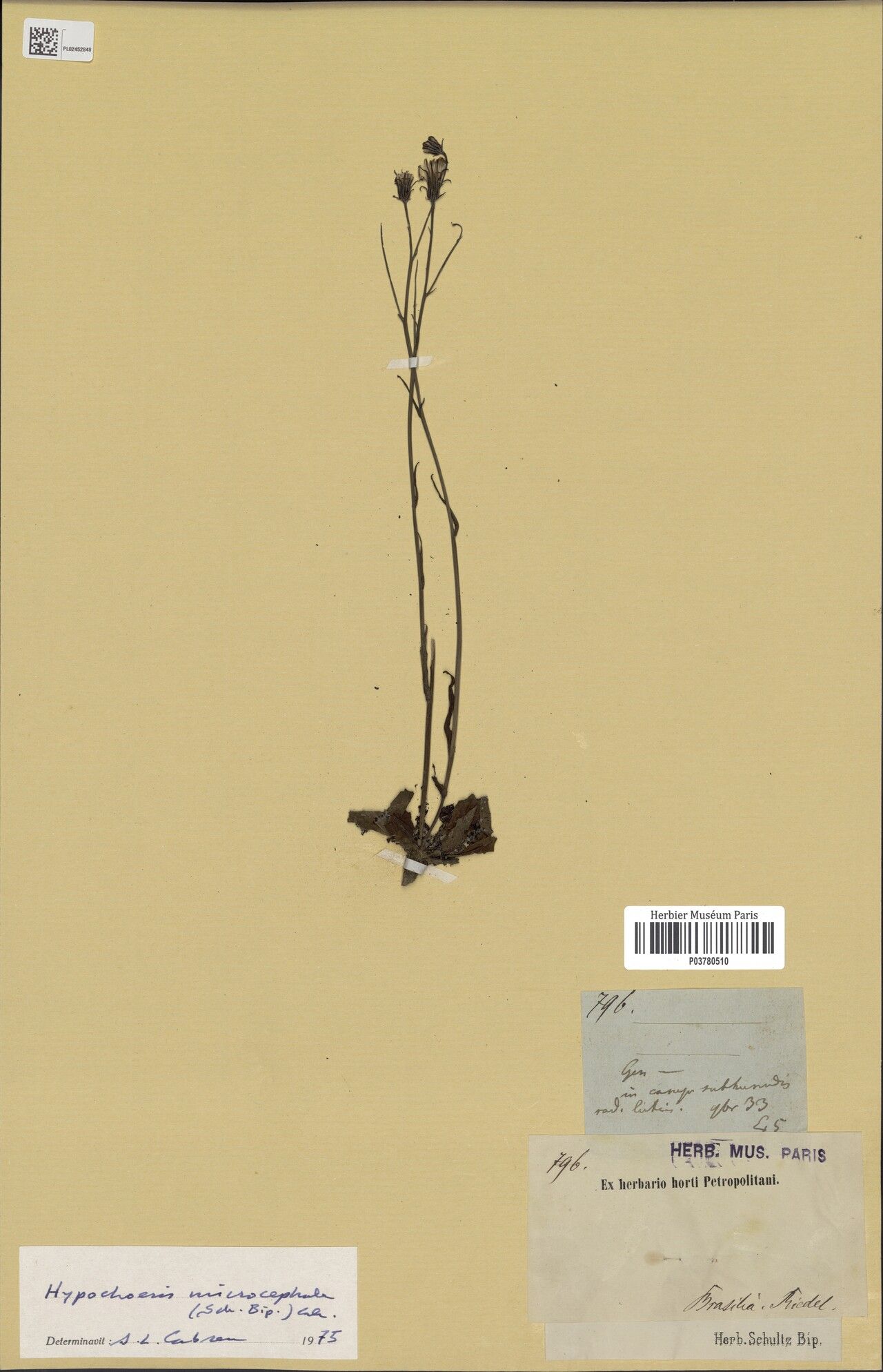 Hypochaeris microcephala habit