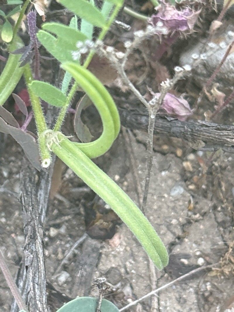 Astragalus scorpioides fruit