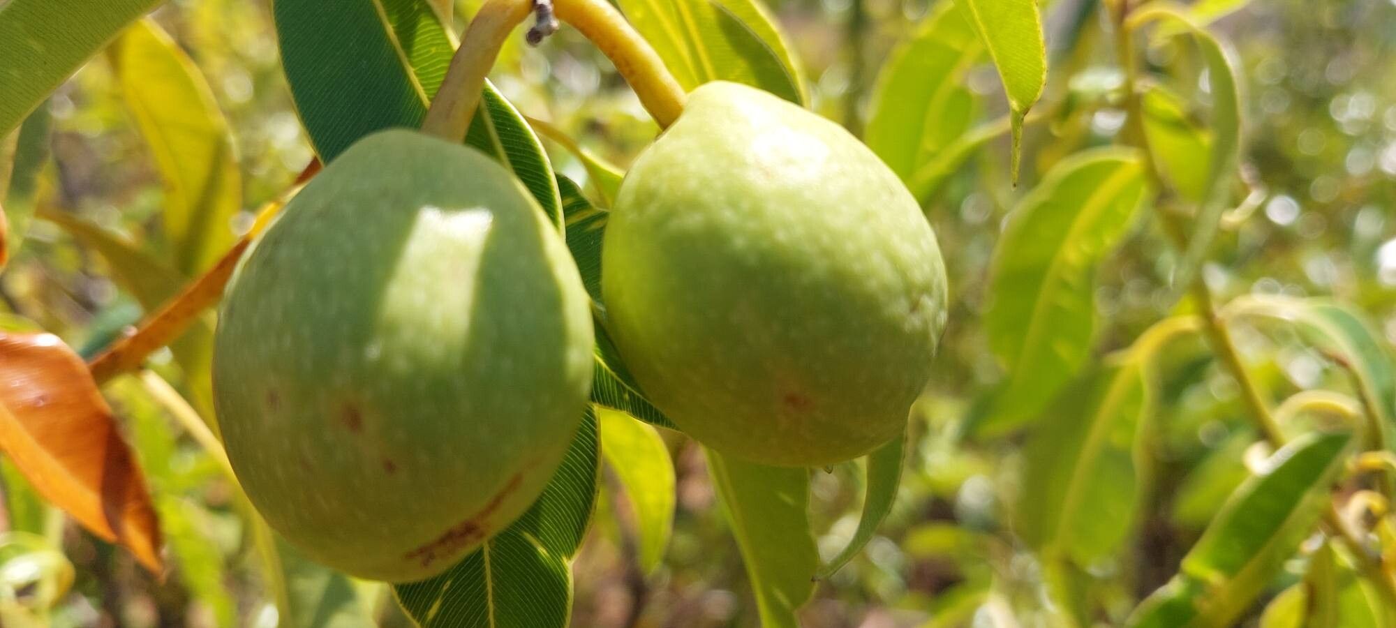 Calophyllum paniculatum fruit