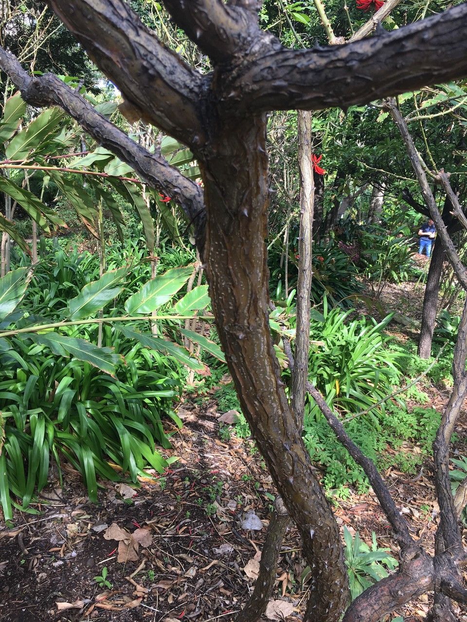 Erythrina speciosa bark