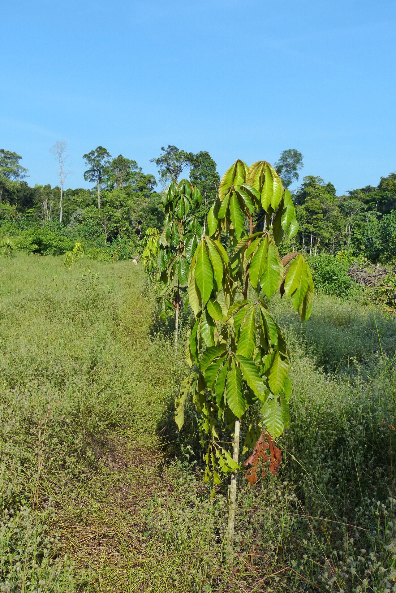 Heritiera utilis habit