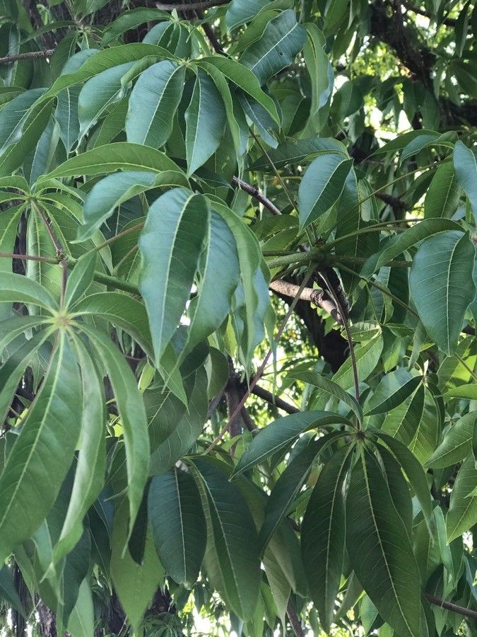 Strychnos madagascariensis — houseplant care guide