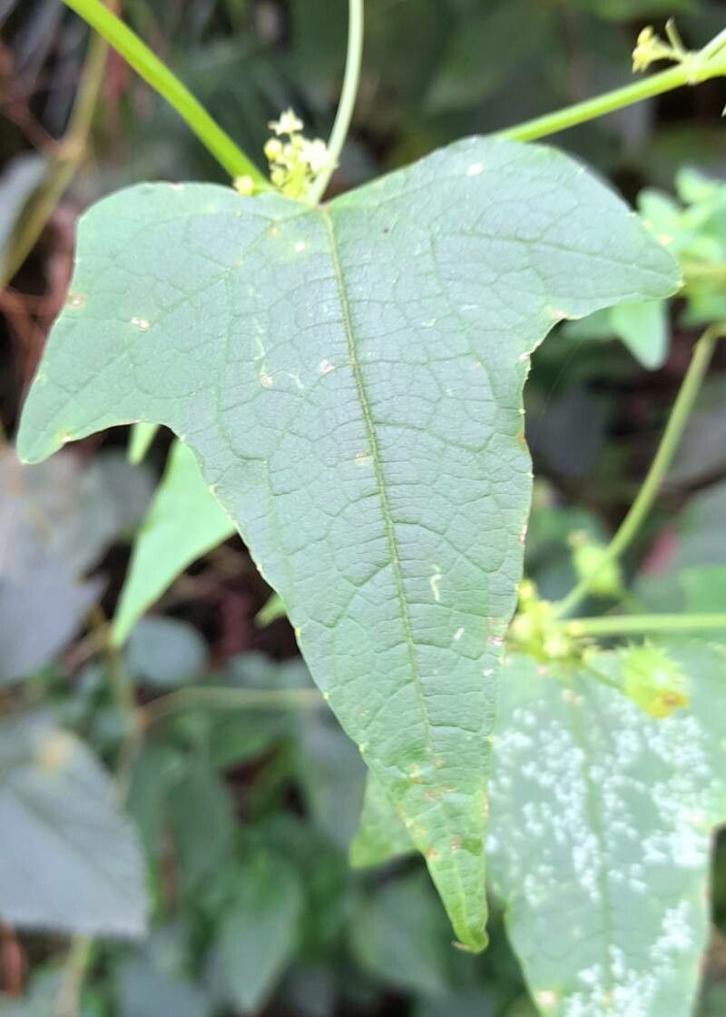 Cyclanthera tamnifolia — houseplant care guide