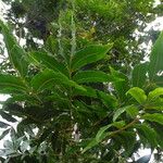 Harpephyllum caffrum