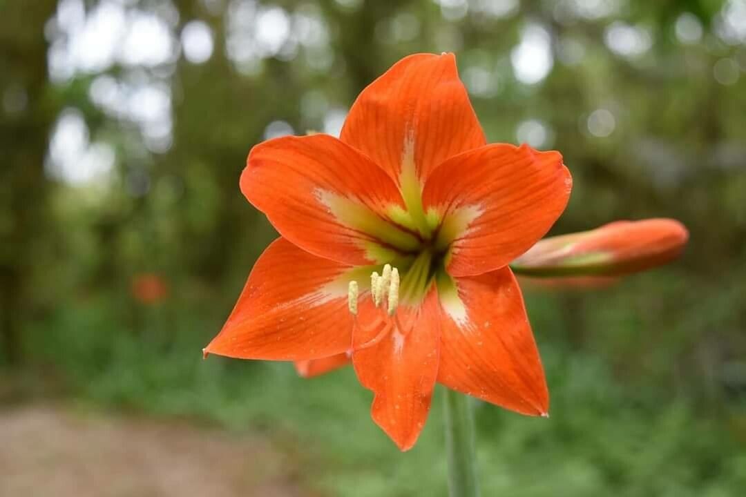Hippeastrum striatum flower