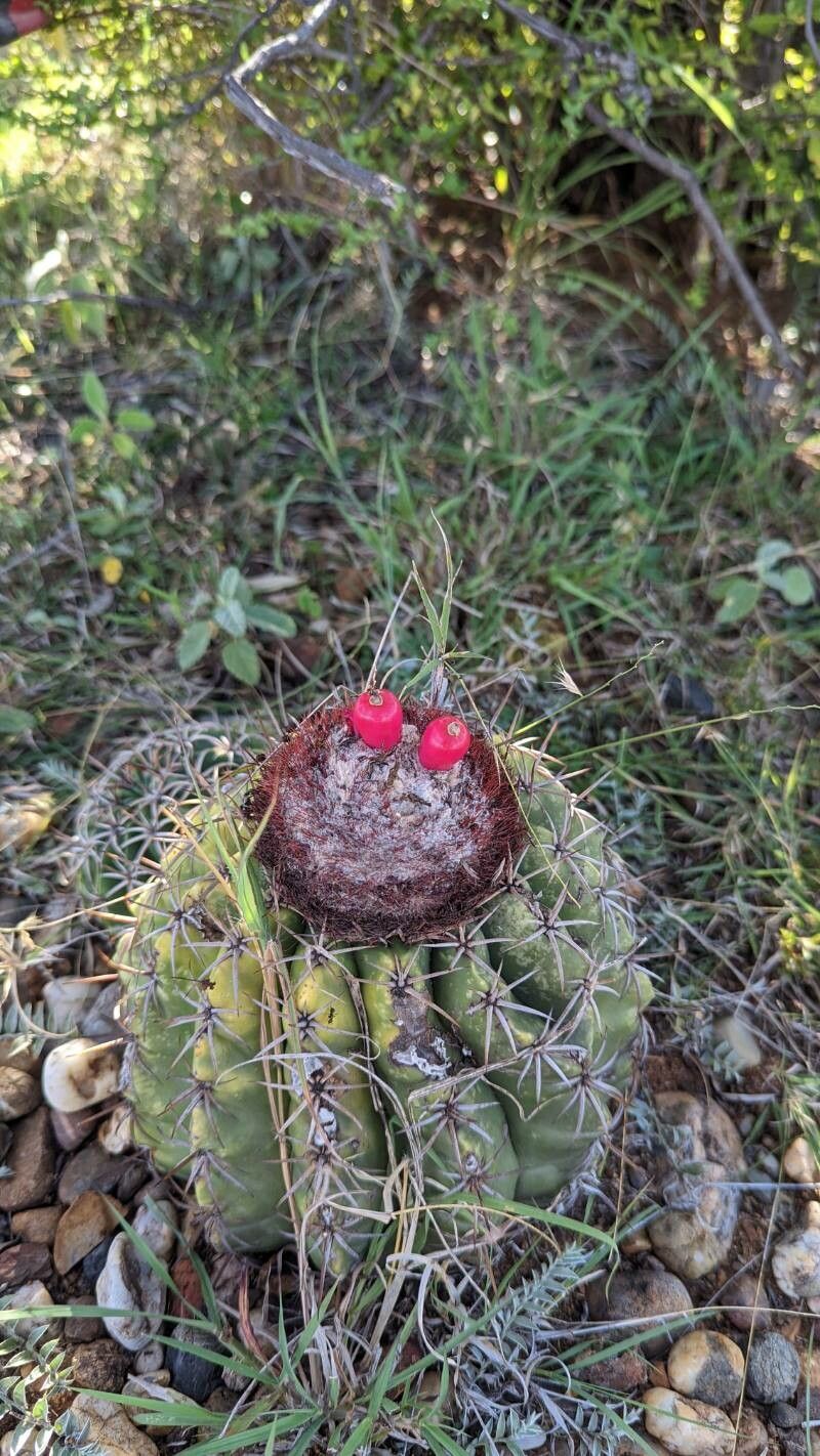Melocactus curvispinus fruit