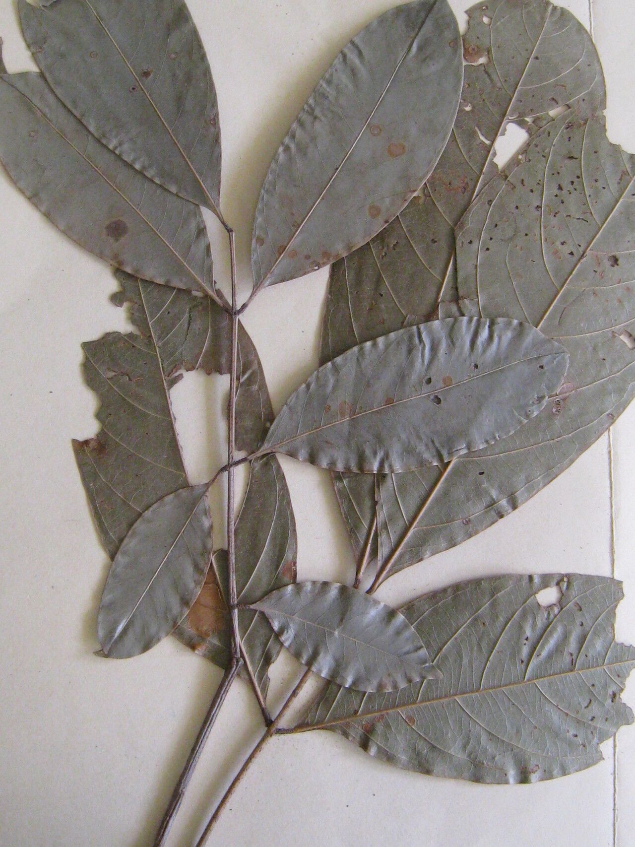 Inga flagelliformis other