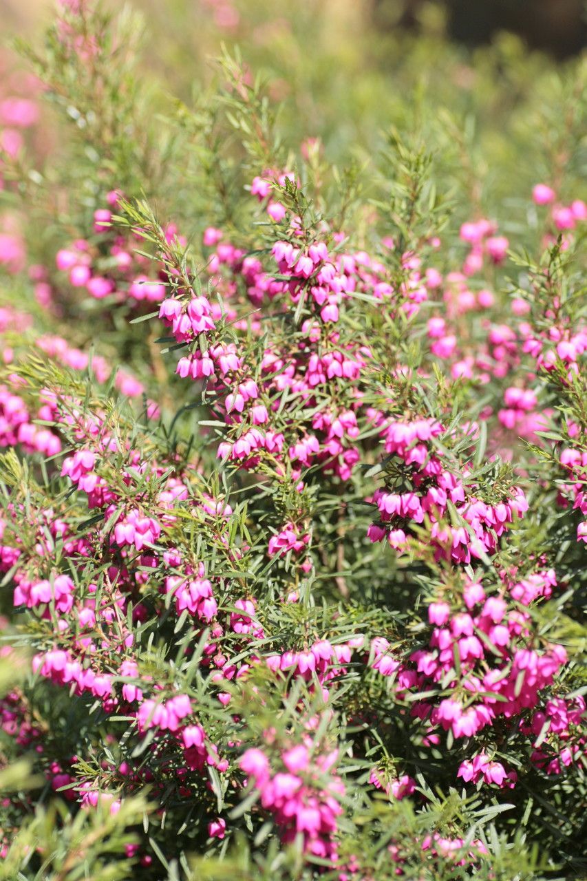 Boronia heterophylla flower