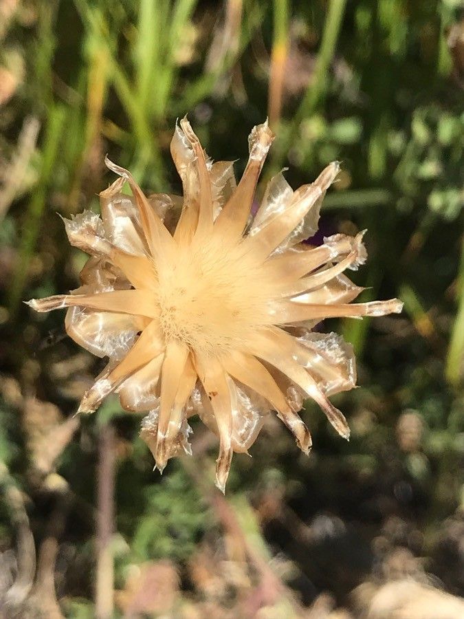 Centaurea tenorei other