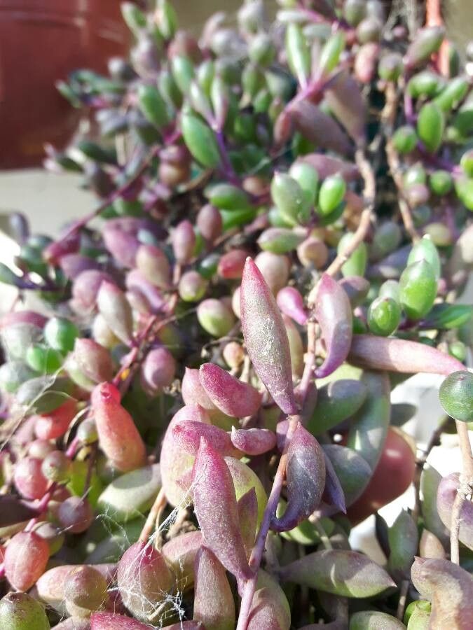 Othonna capensis fruit