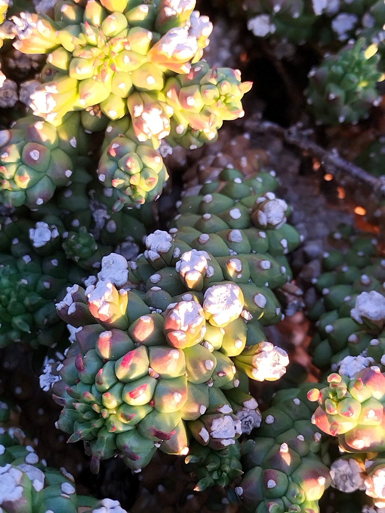 Euphorbia caput-medusae flower
