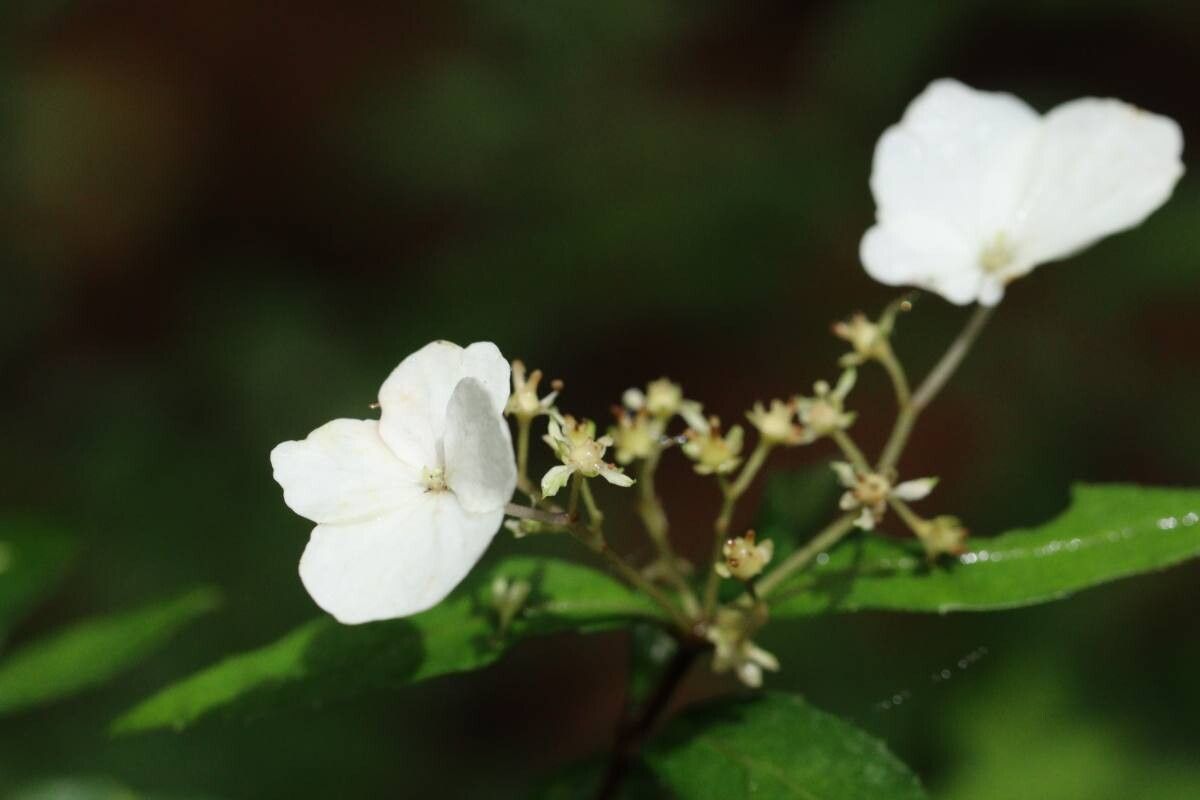 Hydrangea luteovenosa — houseplant care guide