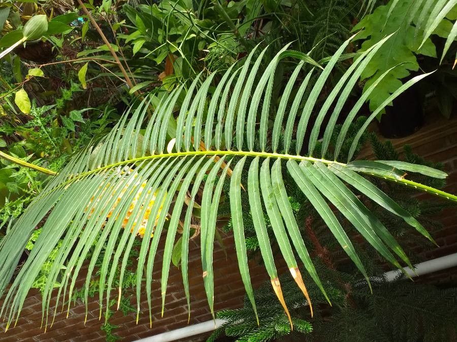 Cycas cairnsiana