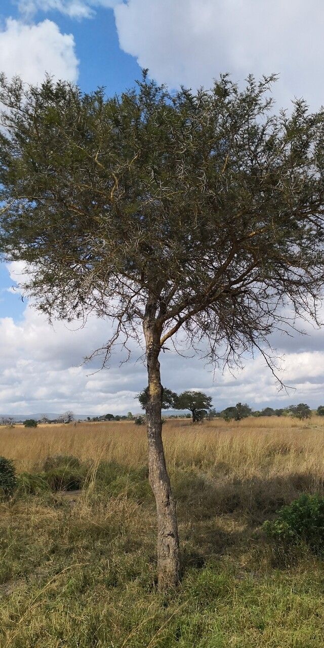 Vachellia gerrardii habit