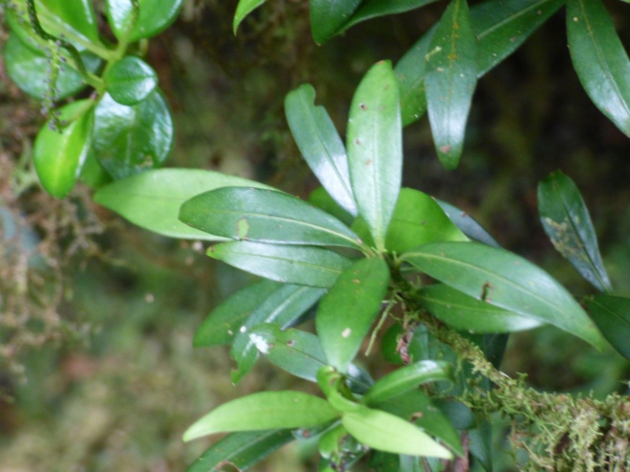 Psychotria borbonica leaf