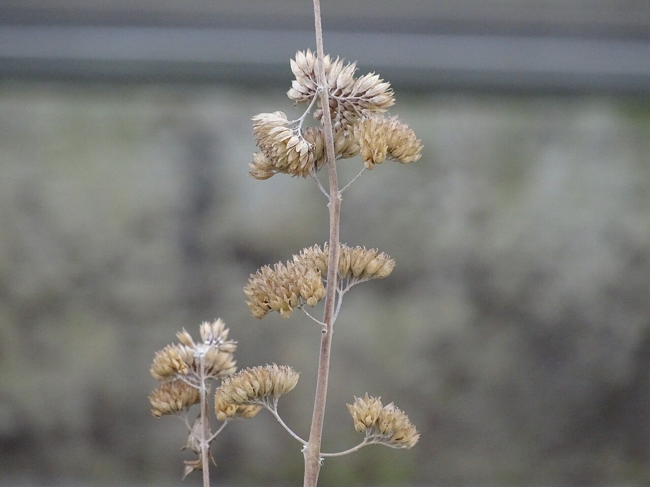 Caryopteris incana fruit