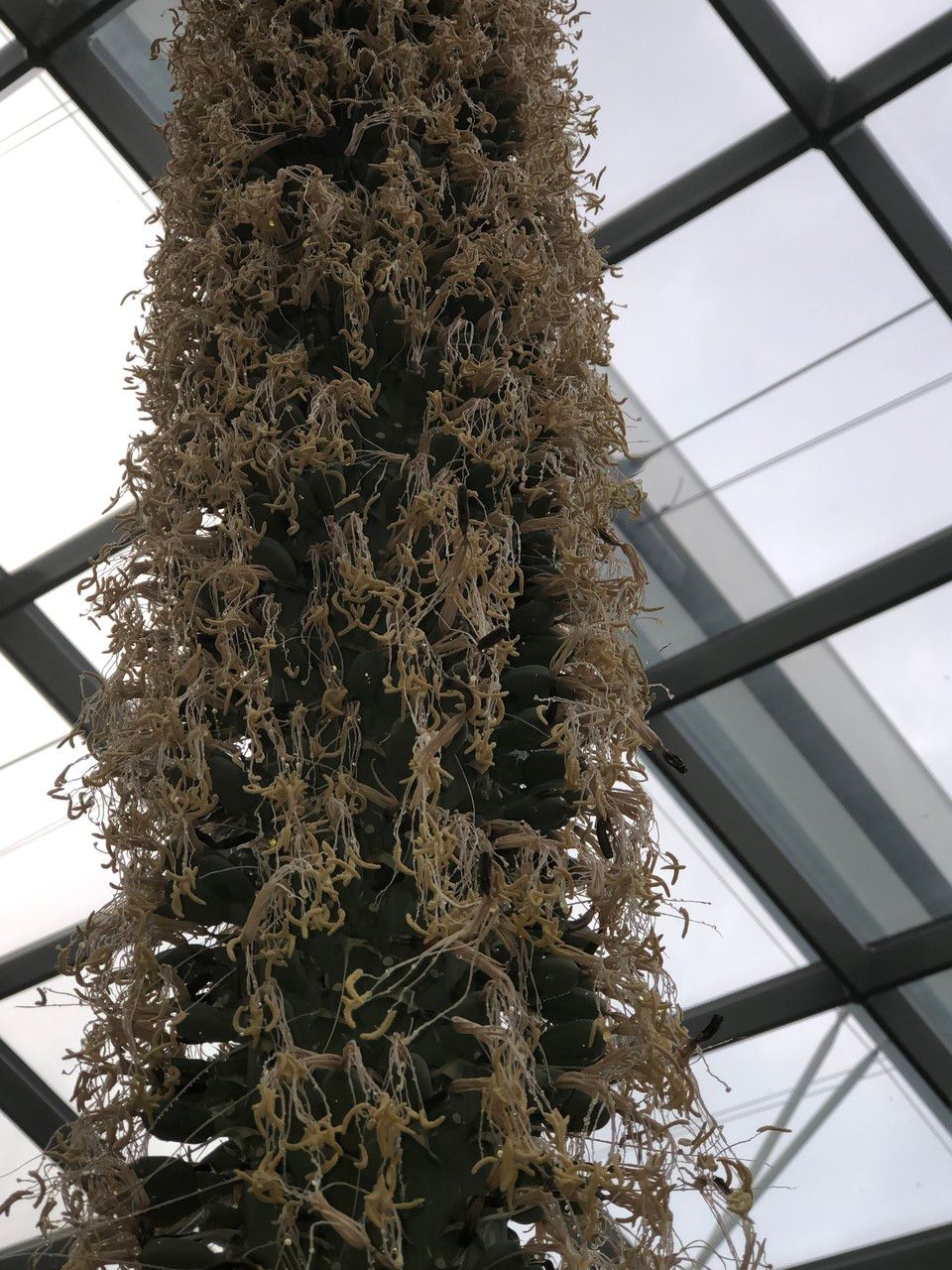 Agave guiengola bark