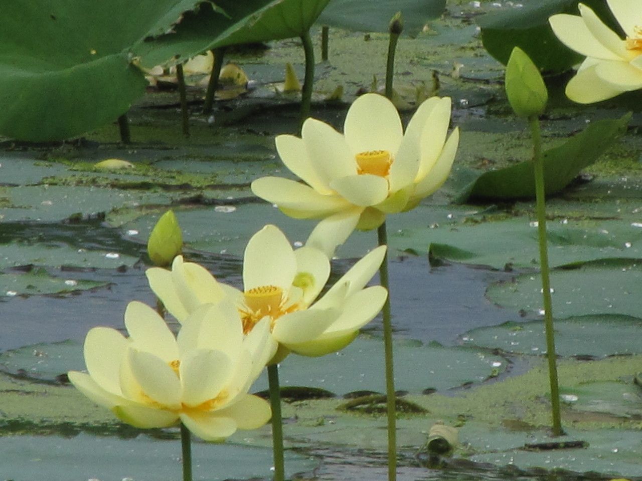 Nelumbo lutea