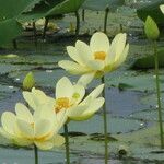 Nelumbo lutea