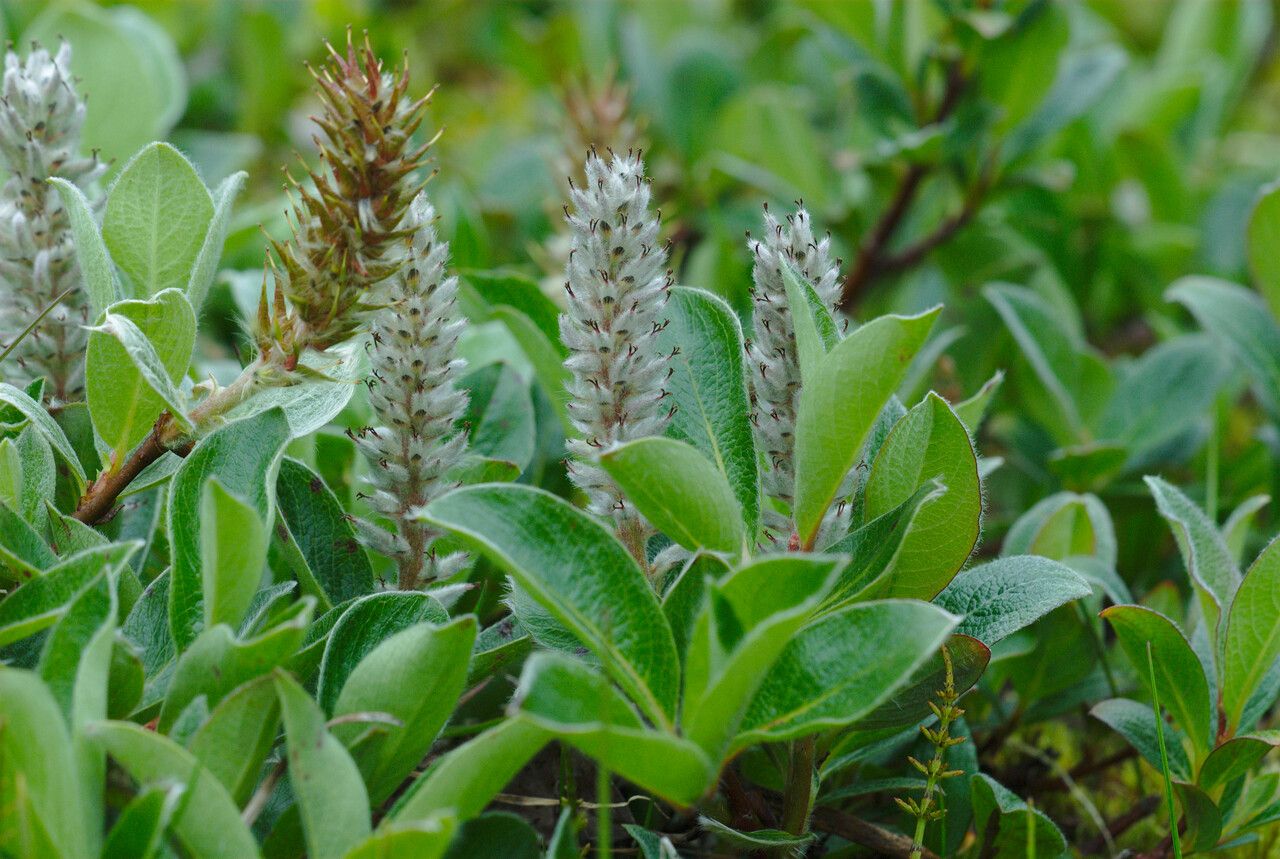 Salix arctica flower