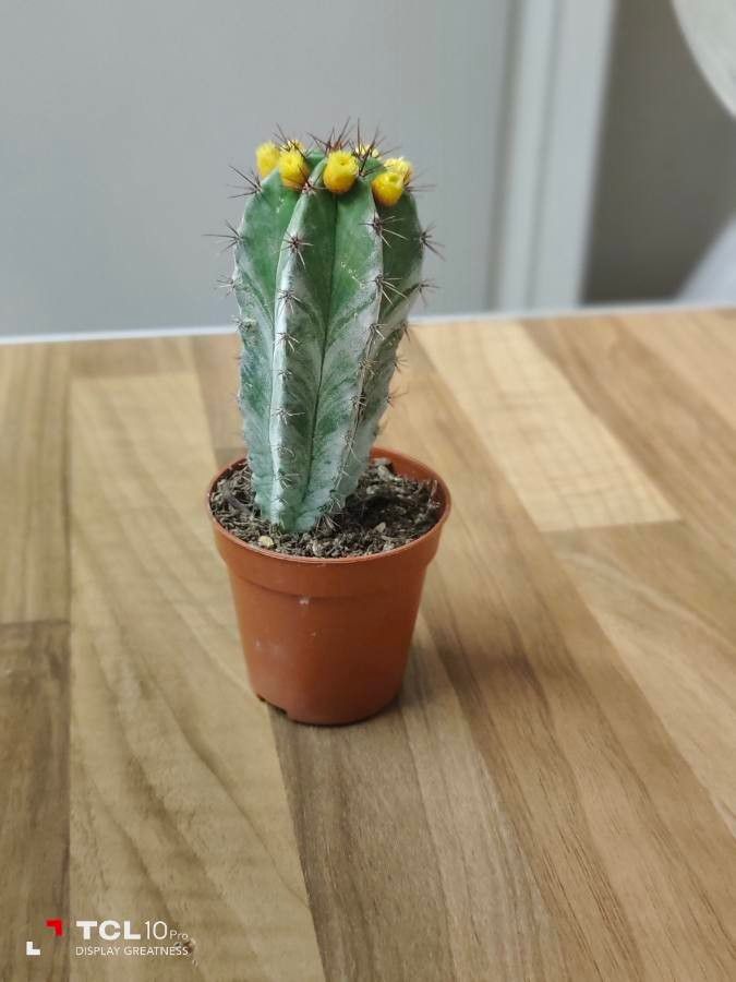 Polaskia chichipe flower