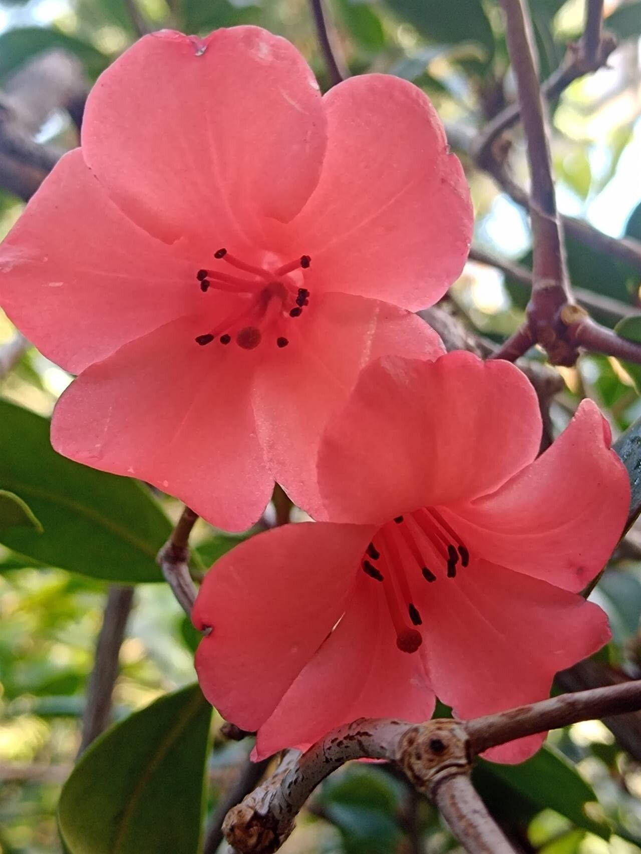 Rhododendron elliottii flower