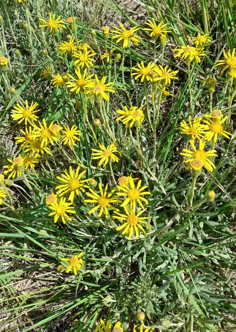 Senecio montevidensis habit