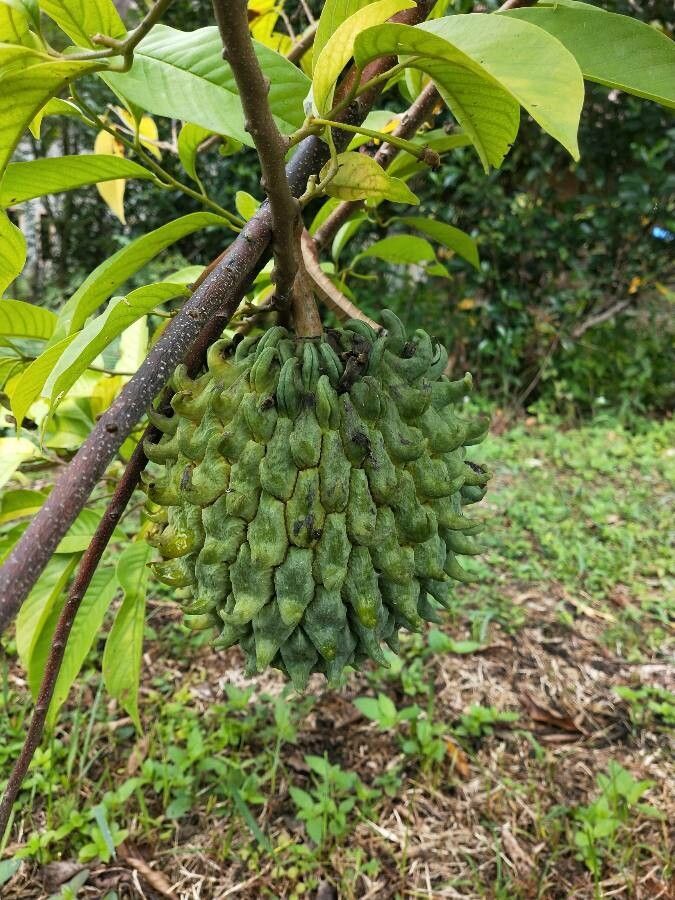 Rollinia mucosa fruit