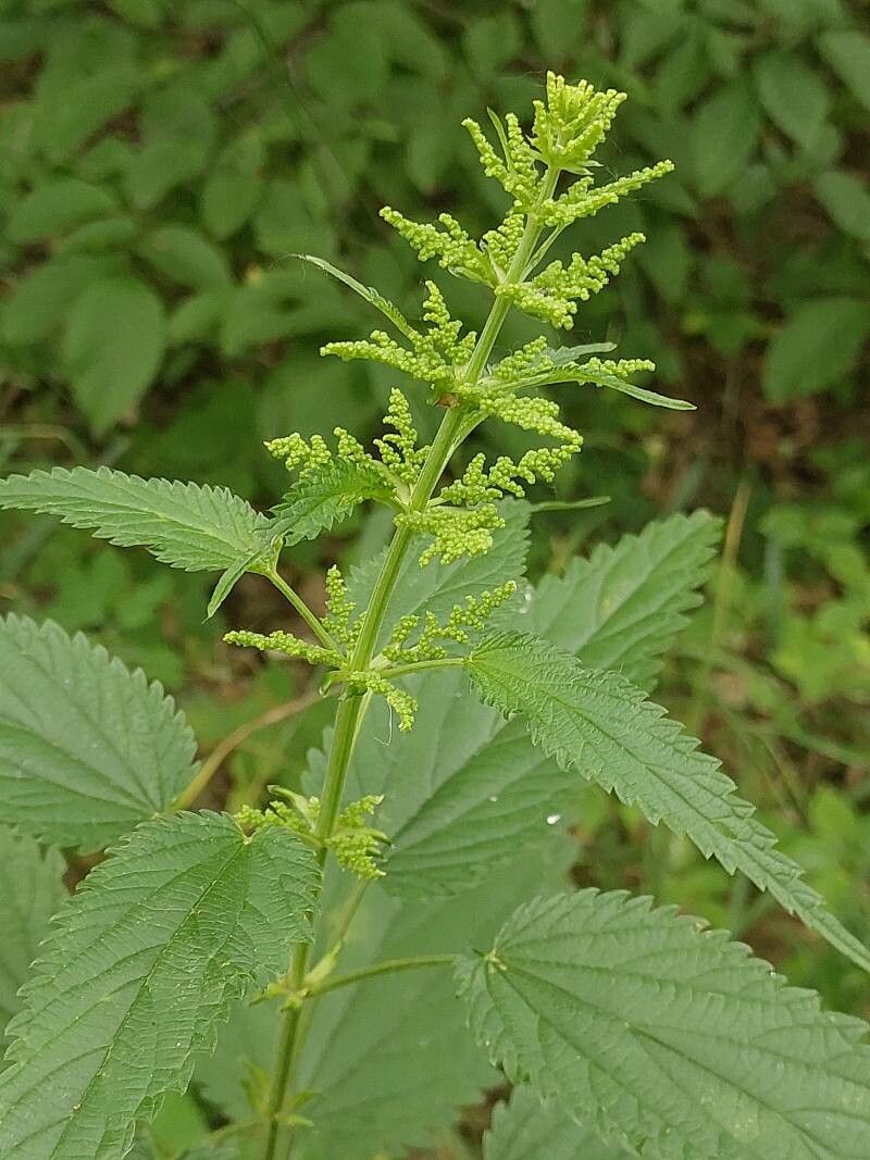 Urtica galeopsifolia flower