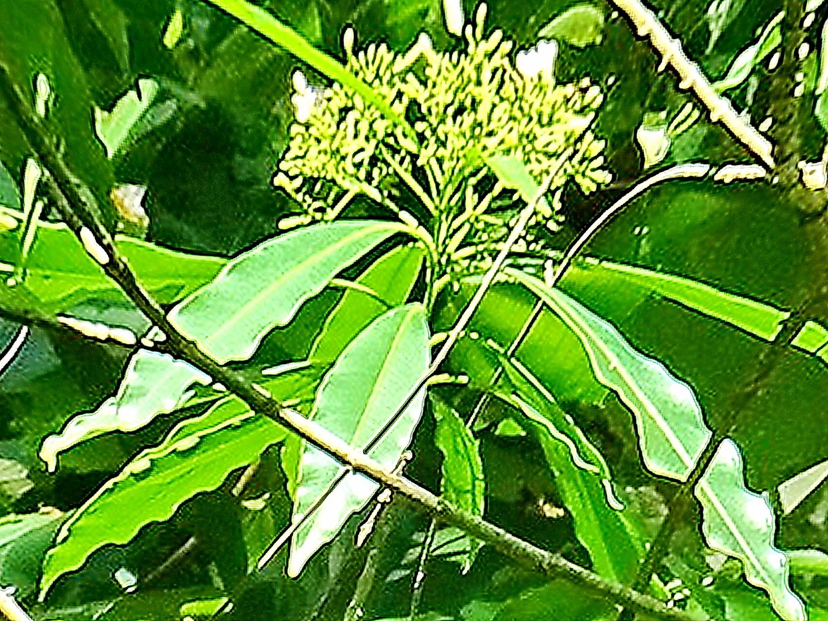 Alstonia longifolia — search result for 'Alstonia'