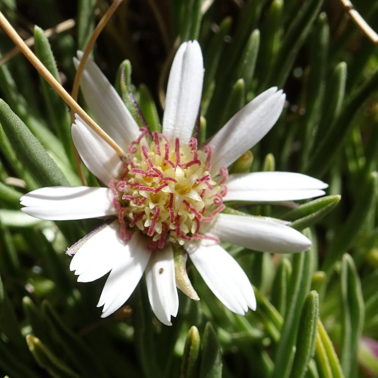Werneria glaberrima flower