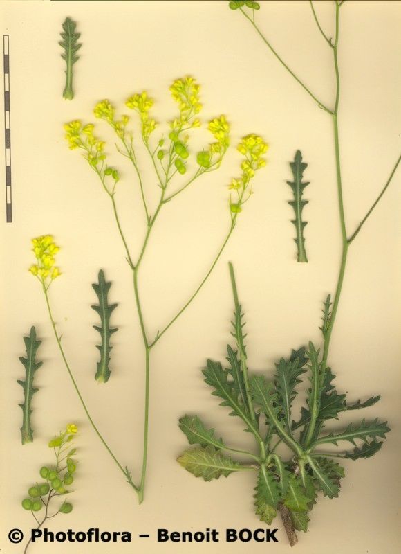 Biscutella polyclada — houseplant care guide