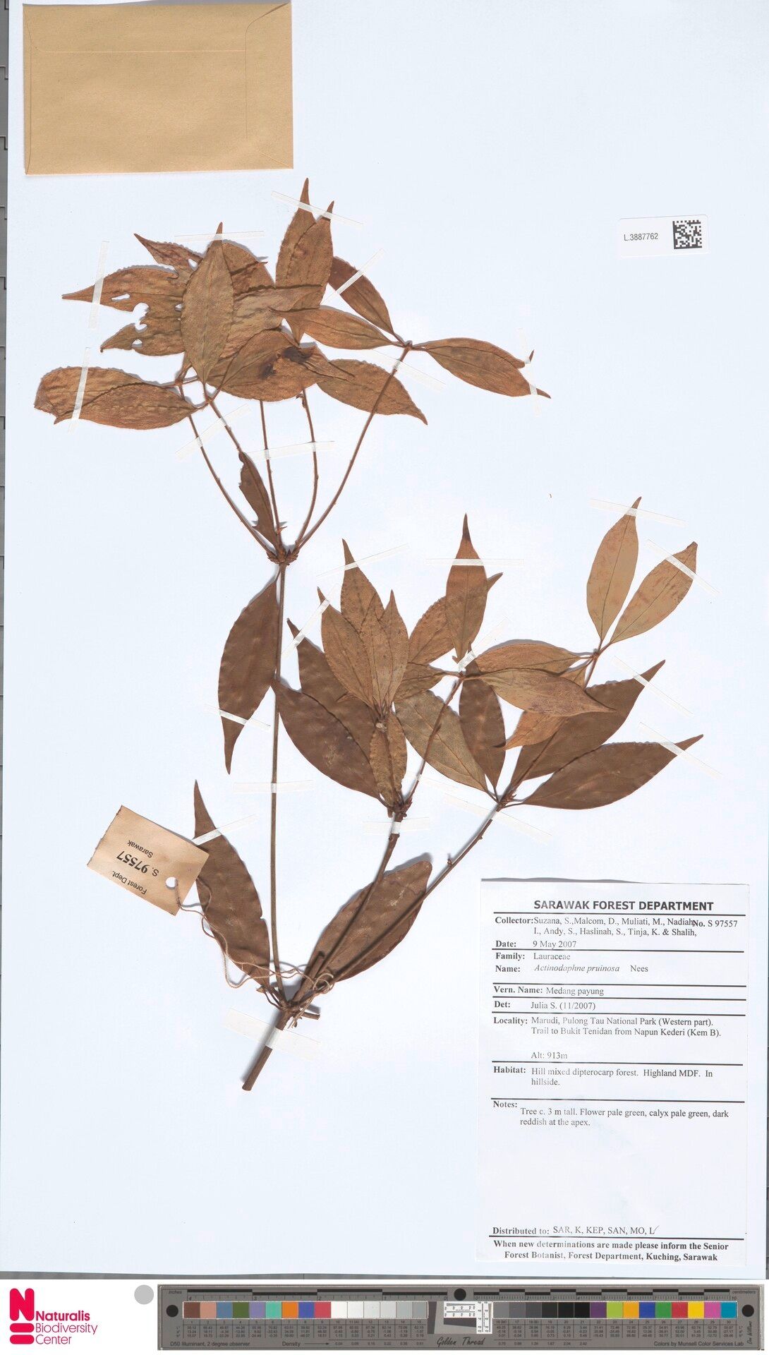 Actinodaphne pruinosa — houseplant care guide