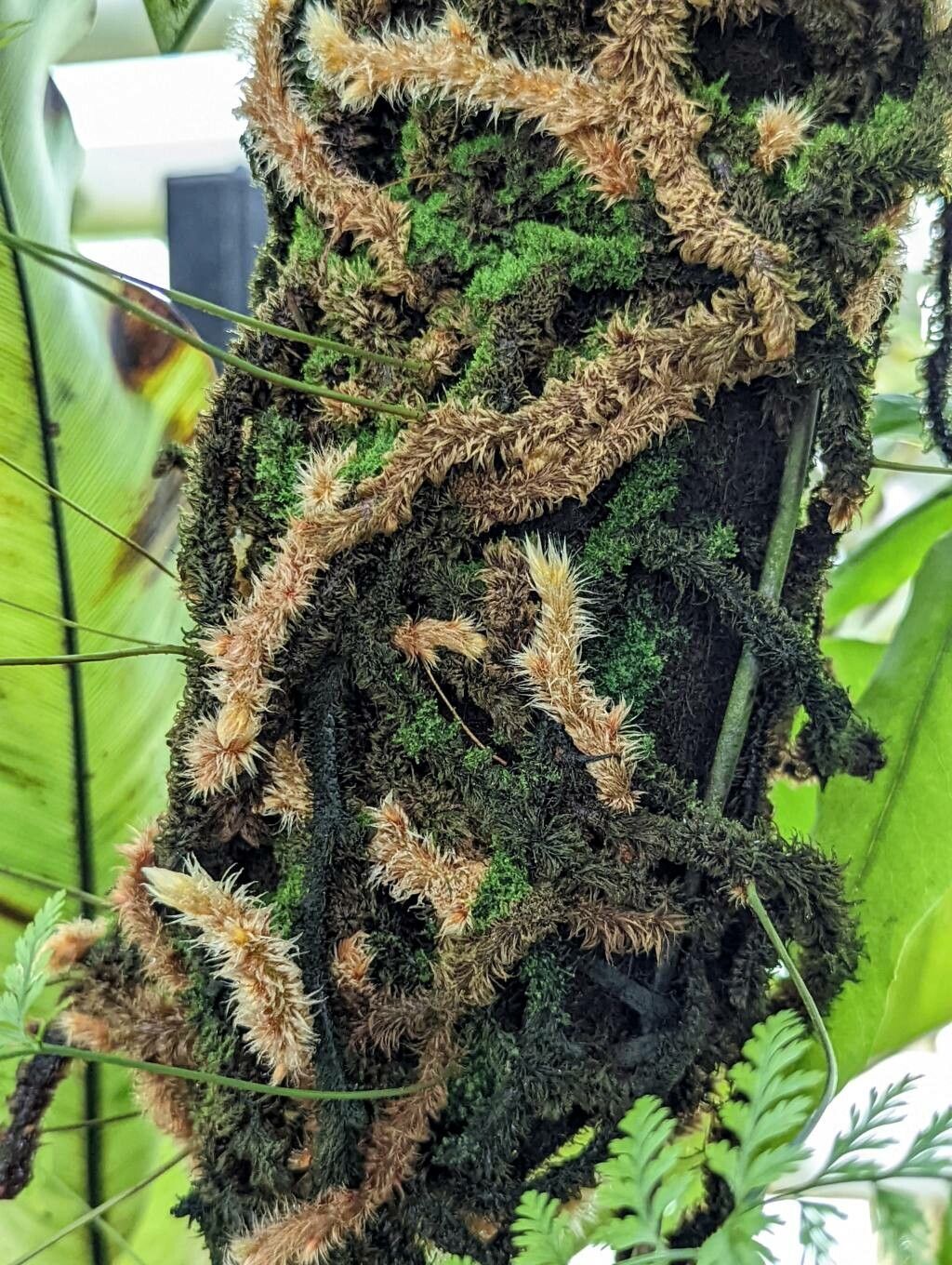 Davallia trichomanoides bark