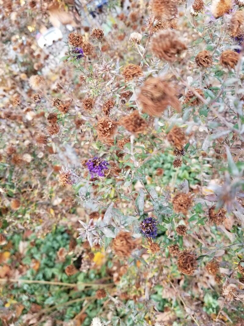 Monardella villosa fruit