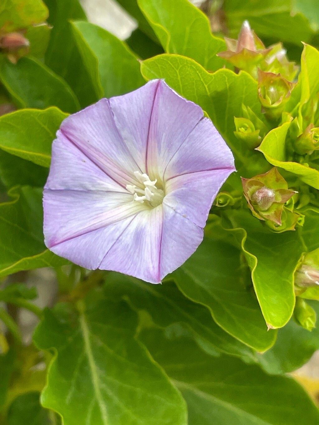 Convolvulus lopezsocasii flower