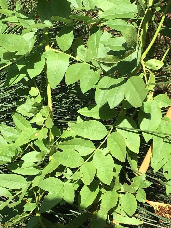 Glycyrrhiza uralensis — related species from the same genus