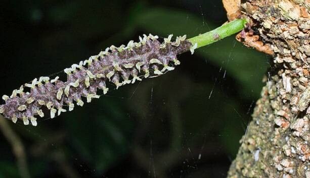 Paratrophis smithii flower