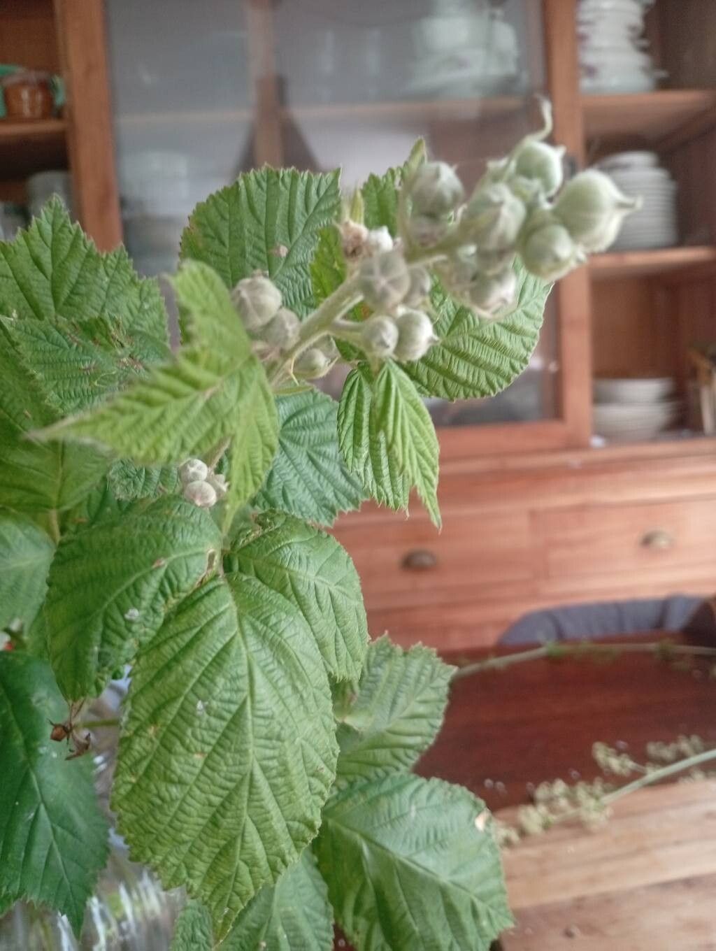 Rubus amisiensis flower