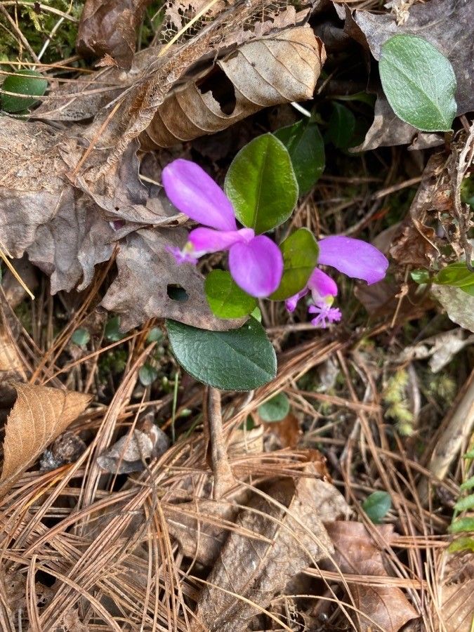 Polygala paucifolia flower